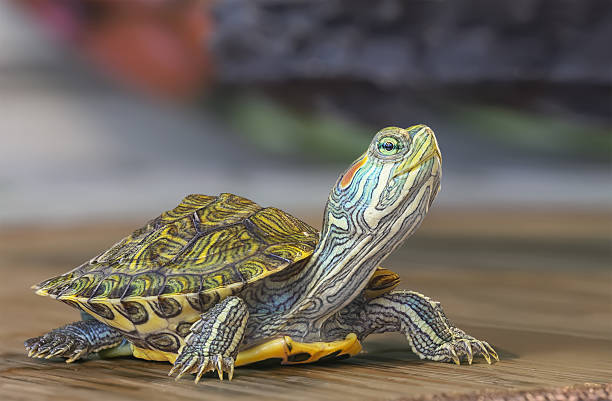 Little turtle. stock photo