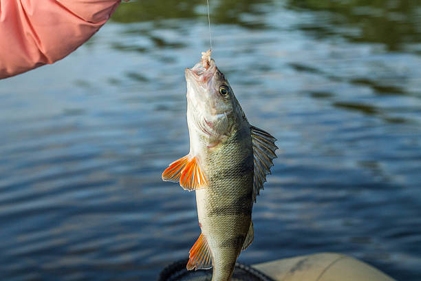istock fishing,fish perch in the hand of angler 537875584