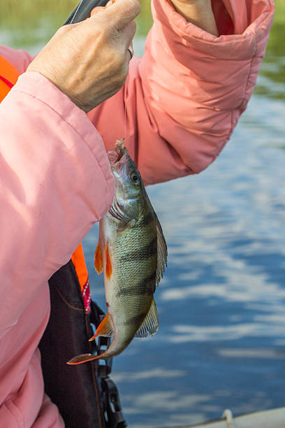 istock fishing,fish perch in the hand of angler 537875680