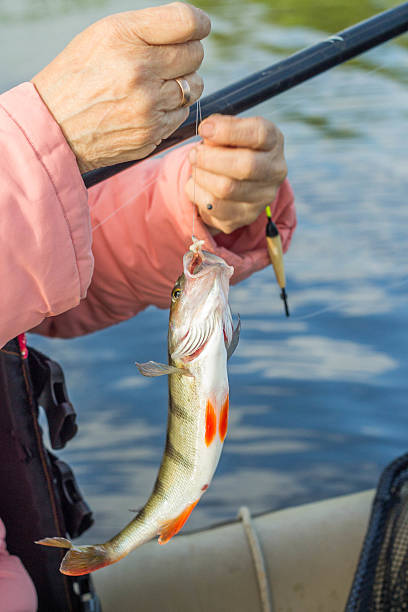 istock fishing,fish perch in the hand of angler 537875732
