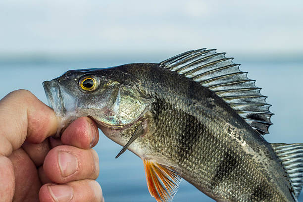 istock fishing,fish perch in the hand of angler 537875934
