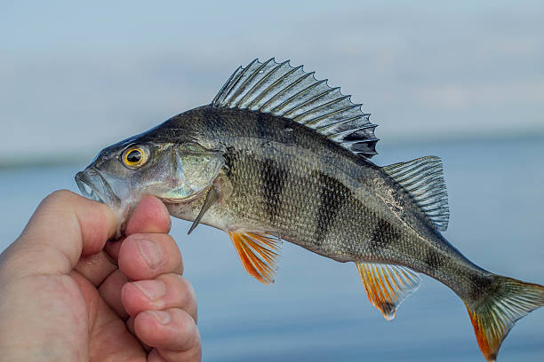 istock fishing,fish perch in the hand of angler 537876000