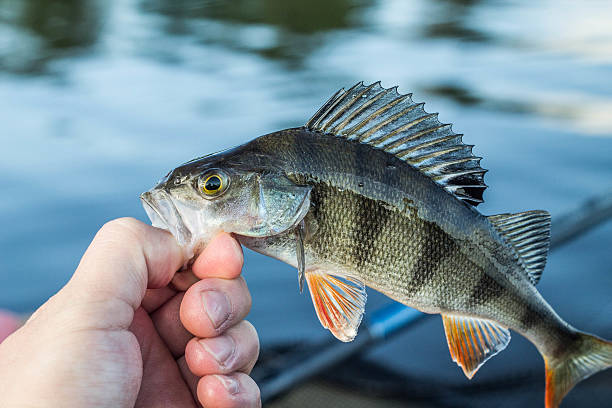 istock fishing,fish perch in the hand of angler 537876090