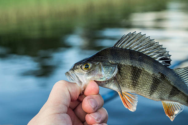 istock fishing,fish perch in the hand of angler 537876146