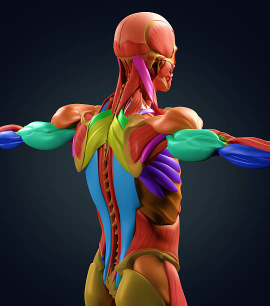 Human anatomy muscle groups, torso back, color coded. 3d illustration. stock photo
