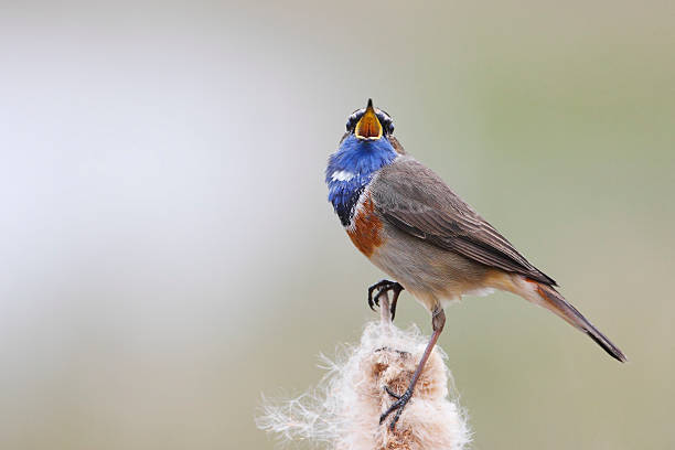 istock Bluethroat (Luscinia svecica) singing on top of reed, the Netherlands 537879822