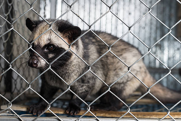 istock Coffee series : Asian palm civet in cage 537880164