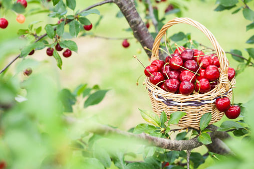 Cherries in a basket on  tree