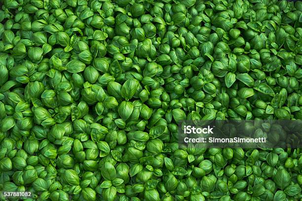 Basil Background Stock Photo - Download Image Now - Basil, Leaf, Full Frame