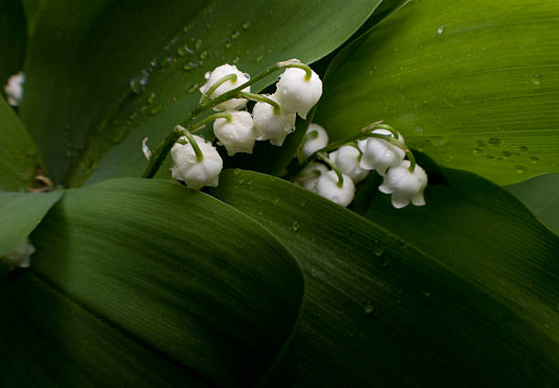 istock Lily of the Valley Macro 537881174