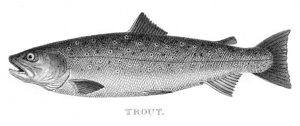 Trout engraving 1802 RURAL SPORTS trout illustrations stock illustrations