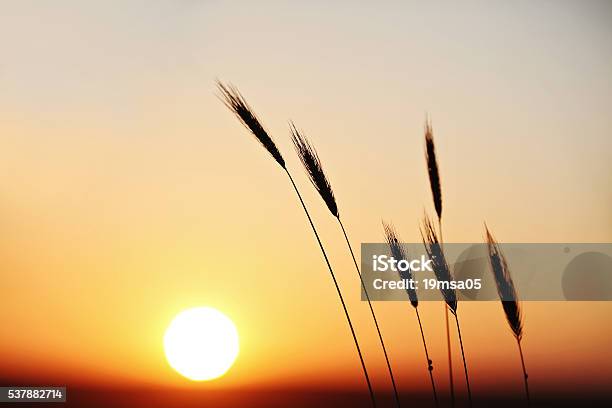 Foto de Talos De Trigo No Pôr Do Sol e mais fotos de stock de Agricultura - Agricultura, Baixo - Posição, Beleza natural - Natureza