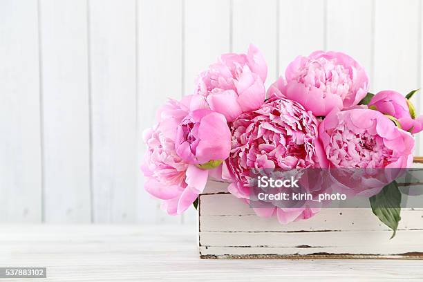 Peonies Stock Photo - Download Image Now - Peony, Bouquet, Bunch of Flowers