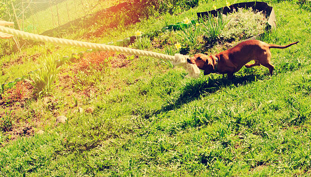 istock Dog plays with a rope on a green lawn 537883264
