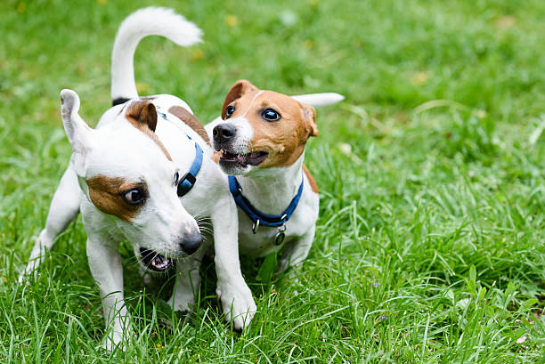 istock Two funny pet dogs playing on green grass 537885936