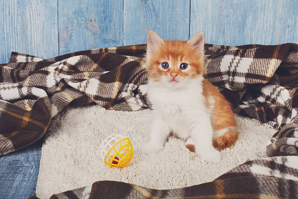 istock Red orange cute kitten at blue wood 537887758