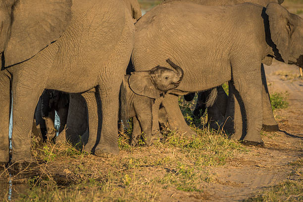 istock Baby elephant in adult herd facing camera 537887838