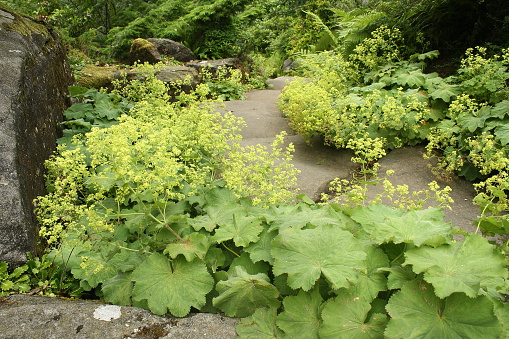 closeup of lady's mantle growing in rock garden
