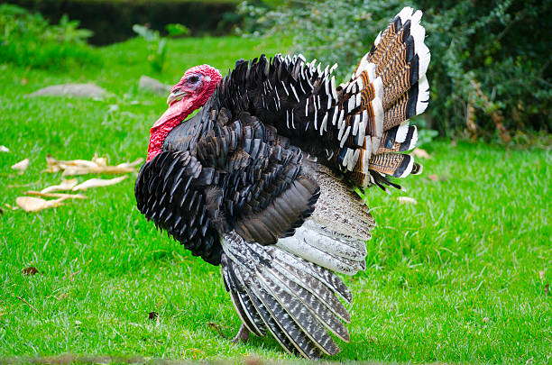 Majestic turkey stock photo