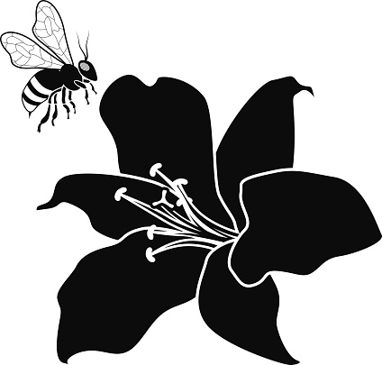 A vector illustration of a flying honey bee and lily flower in black and white. An EPS file and a large jpg are included in this download.