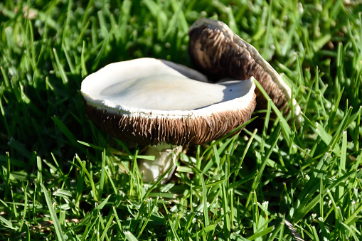 Close-up of mushrooms on mushroom culture medium