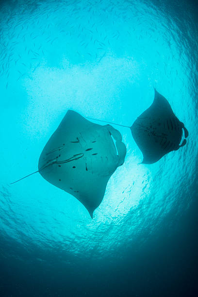 istock Manta Rays and Plankton - Palau, Micronesia 537889190
