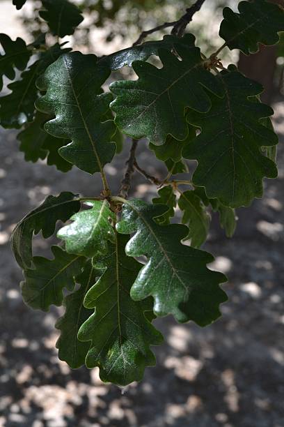 istock branch of an oak tree with young green leaves 537889202
