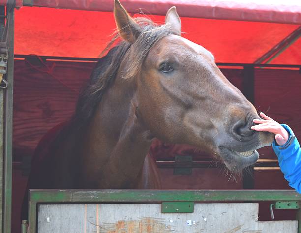 istock touching petting stroking brown horse 537889206