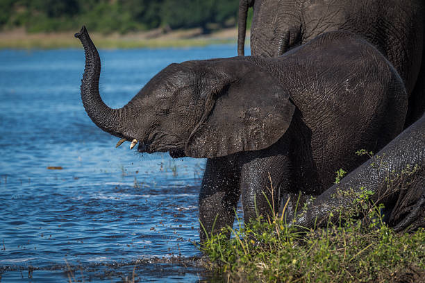 istock Baby elephant with lifted trunk on riverbank 537889494