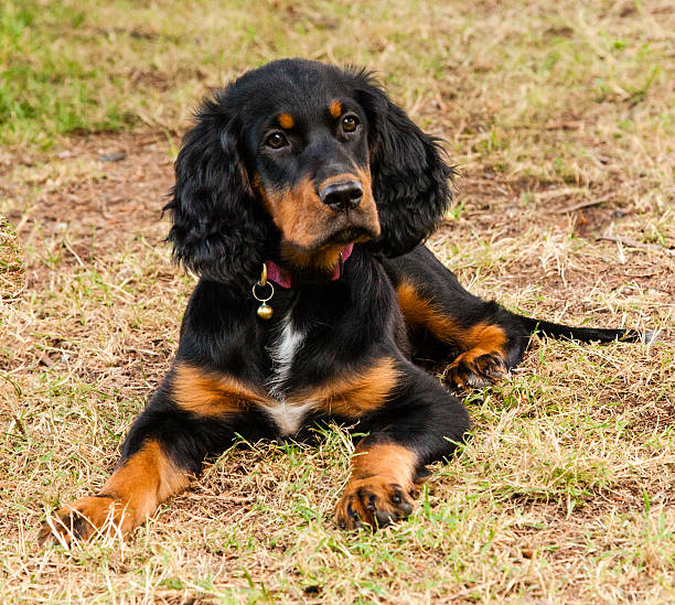 istock Gordon Setter Puppy laying on the green grass 537889533