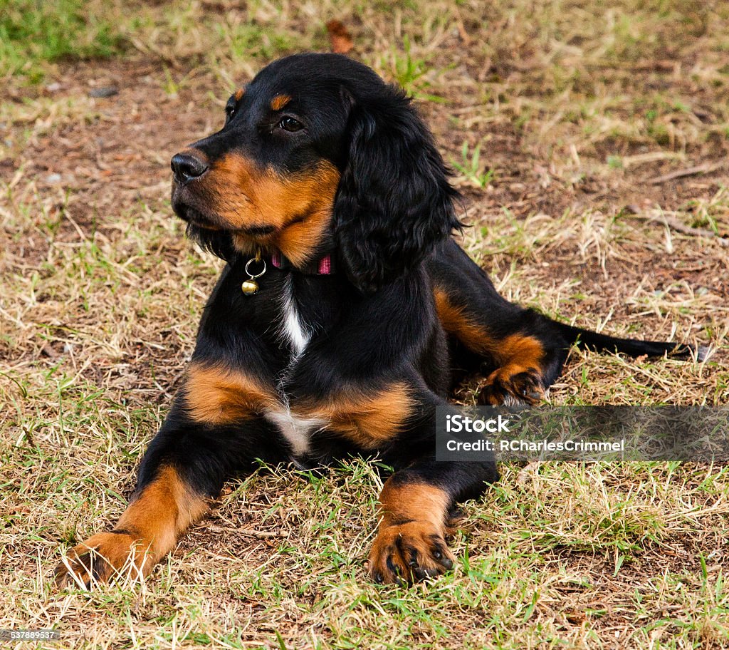 Gordon Setter Puppy laying on the ground Gordon Setter puppy, born in April 2014.  This puppy lives at a horse farm, which also raises Gordon Setters that are shown at field trials throughout the year. Pointer - Dog Stock Photo