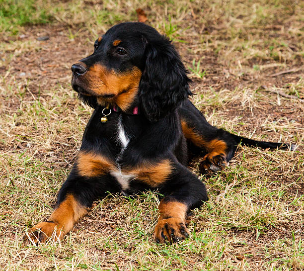 Gordon Setter Puppy laying on the ground stock photo