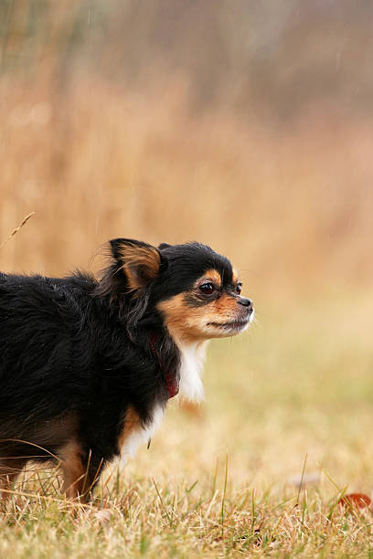 istock Chihuahua outdoors 537890015