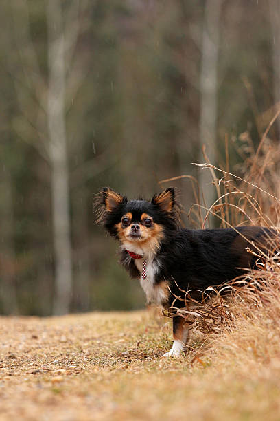 istock Chihuahua outdoors 537890019