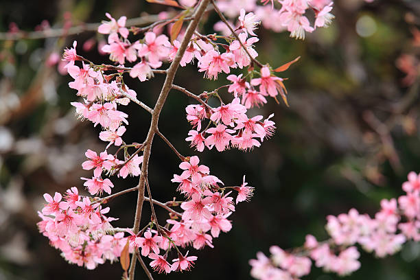 Sakura Flower or Cherry Blossom stock photo