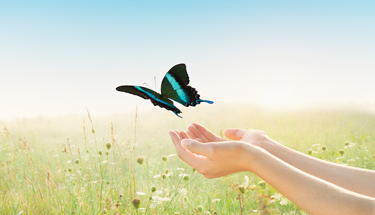 Young girl, female with swallowtail butterfly in the palms of her hands, releasing in a field of wild daisy flowers.Young female with arms outstretched and open palms releasing a monarch butterfly in a sunlit field.