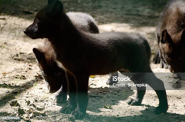 cortador enlace metano Lobo Negro Del Perro Lupus Cachorro Animal Salvaje En El Zoológico Foto de  stock y más banco de imágenes de Aire libre - iStock