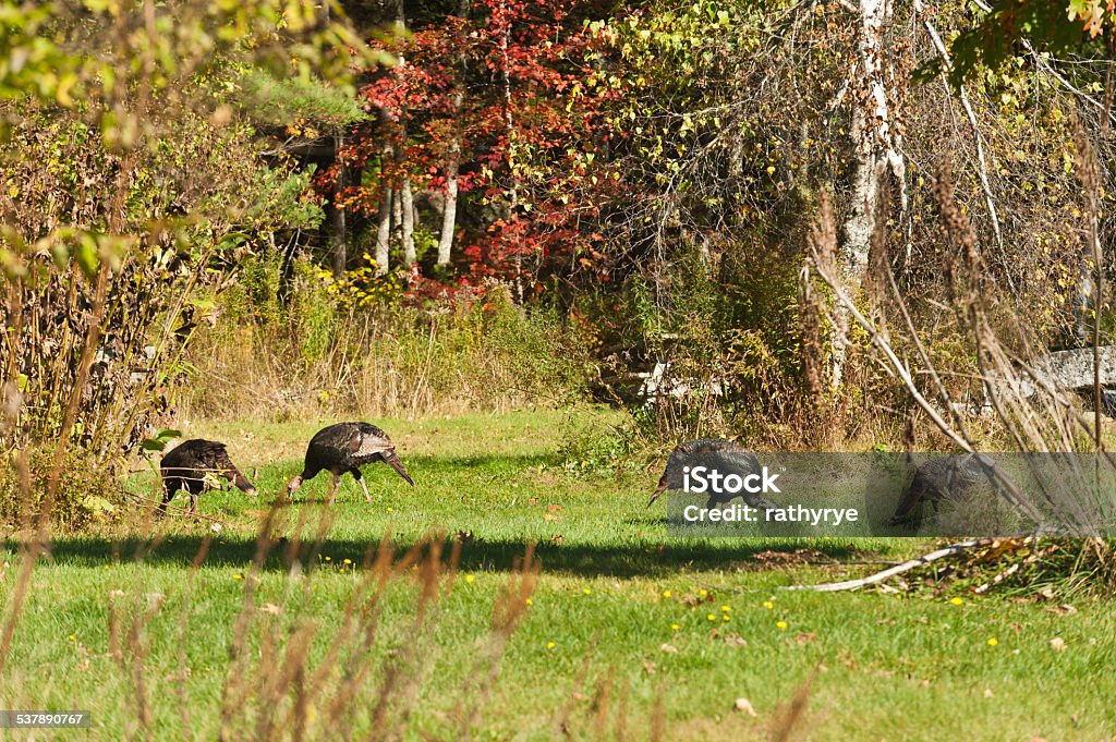 Wild Turkeys A group of wild turkeys in rural Maine 2015 Stock Photo