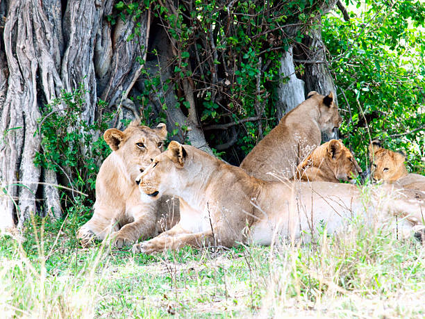 istock Pride of lions are relaxing under the shadow 537890817