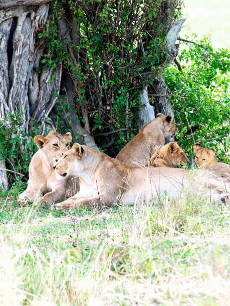 istock Pride of lions are relaxing under the shadow 537890827