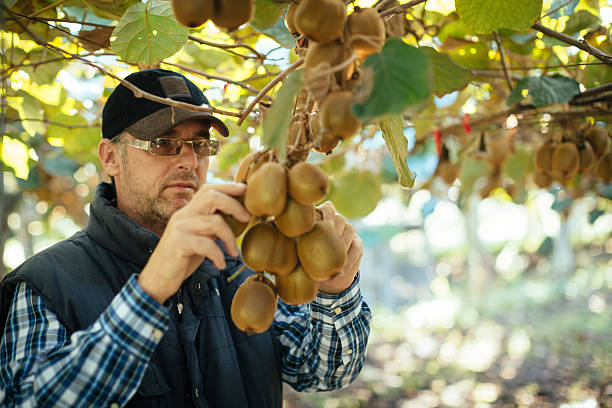 Farmer in Kiwi fruit plantation stock photo