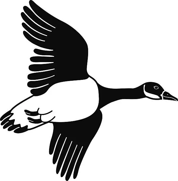 Vector illustration of flying Canada goose in black and white
