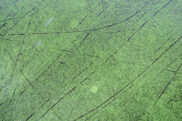istock Top view old concrete tennis court 537891477