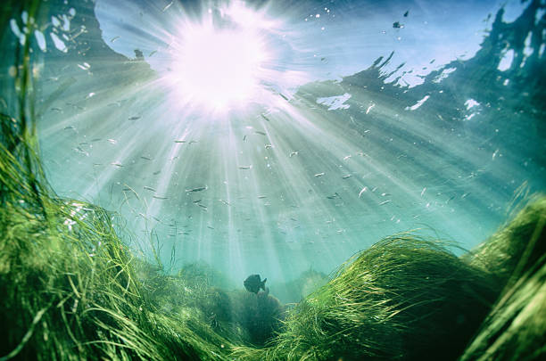 wunderschöne fisch unter dem meer mit sun beam von der oberfläche - algae stock-fotos und bilder