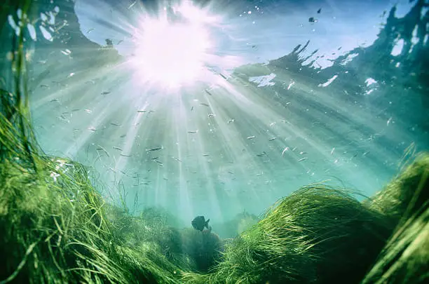 Photo of Beautiful fish under the sea with sun beam from the surface
