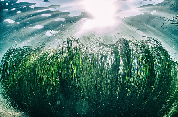 Abstract water surface with colored highlights reflections and green algae underwater on the bottom