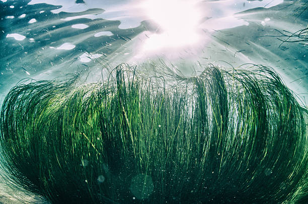 łąki trawy morskiej się w odpływ na morze - sea grass zdjęcia i obrazy z banku zdjęć