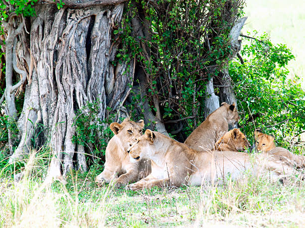 istock Pride of lions are relaxing under the shadow 537891851