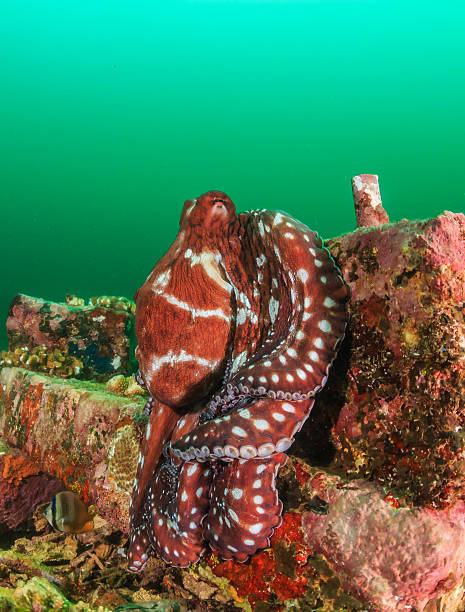 Giant Pacific Octopus Sea Stock Photos, Pictures & Royalty-Free Images ...