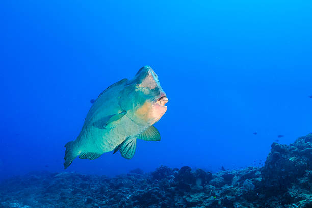 Large Bumphead Parrotfish Bumphead Parrotfish on a tropical coral reef bumphead stock pictures, royalty-free photos & images